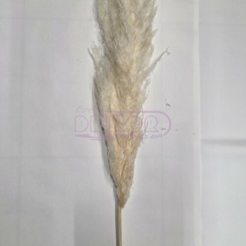 pampas beli 150cm visok