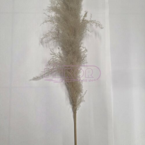 pampas prirodni 150cm visok