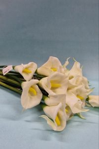 Kala cvet bele boje sa žutim tučkom